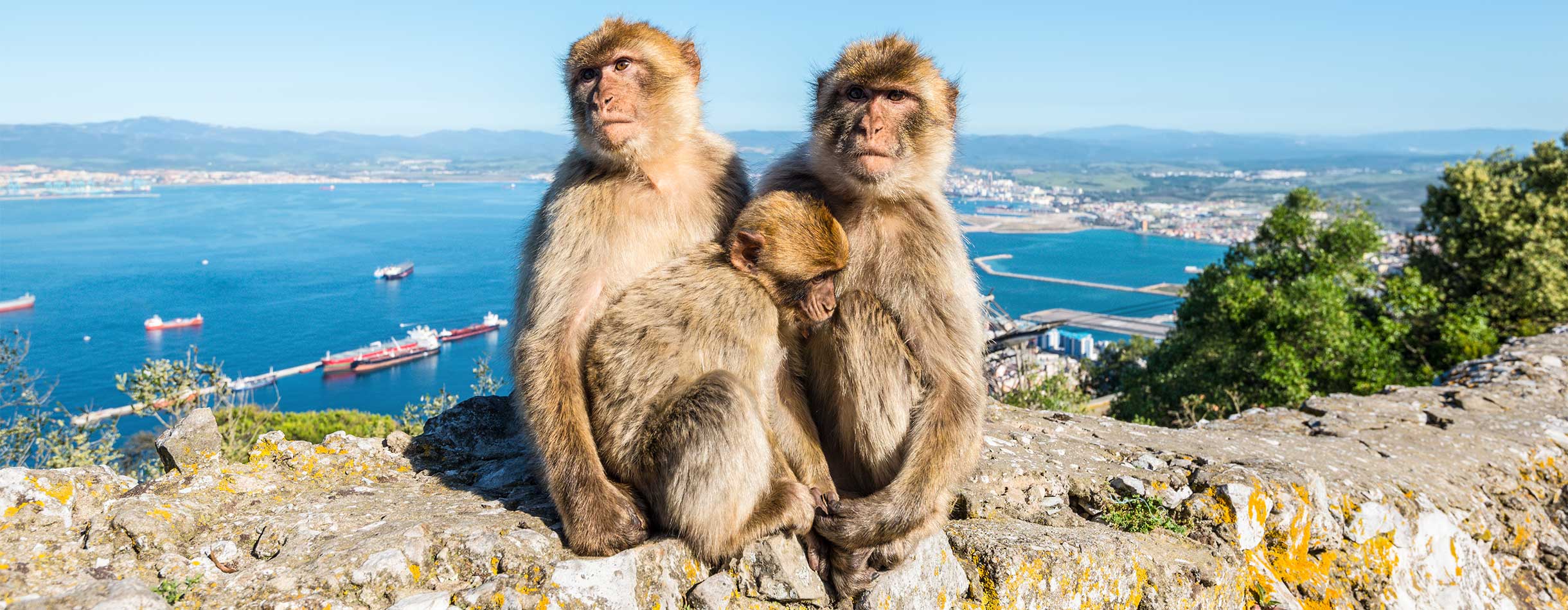 Gibraltar monkeys cd